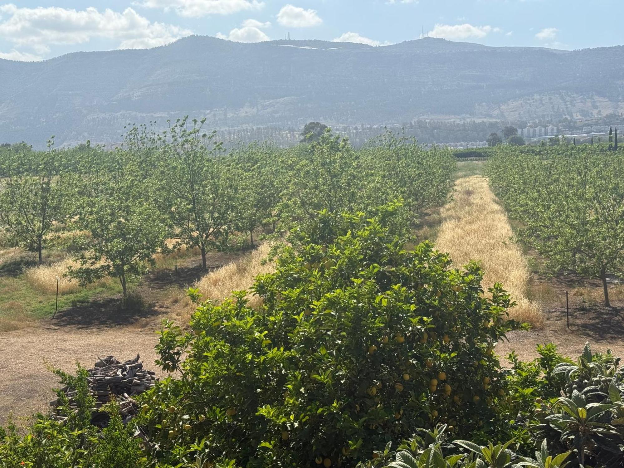 Gross Nofesh And Spa Guesthouse Beit Hillel Bagian luar foto